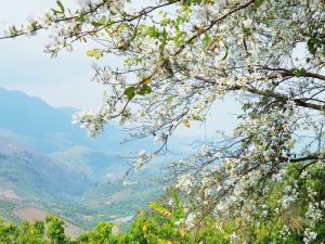 Khám phá Điện Biên mùa hoa ban