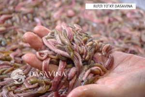 Mách bạn địa chỉ bán rươi Tứ Kỳ uy tín – chất lượng tại Hà Nội