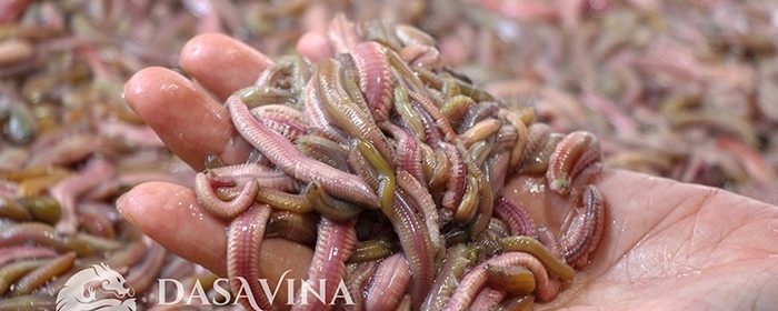 Địa chỉ bán rươi Tứ Kỳ uy tín - chất lượng