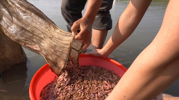 Người dân Tứ Kỳ thu hoạch rươi mỗi độ thu về