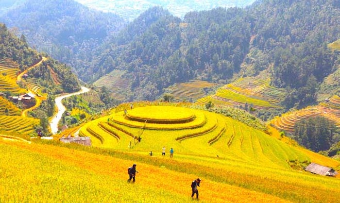 Mùa vàng Mù Cang Chải