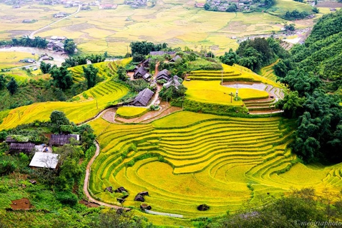 Thung lũng Tú Lệ - Nơi nổi tiếng với đặc sản nếp Tú Lệ