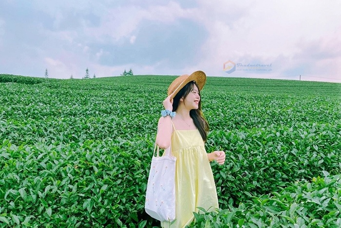 Đến Mộc Châu, du khách nhất định phải ghé thăm những đồi chè xanh mướt